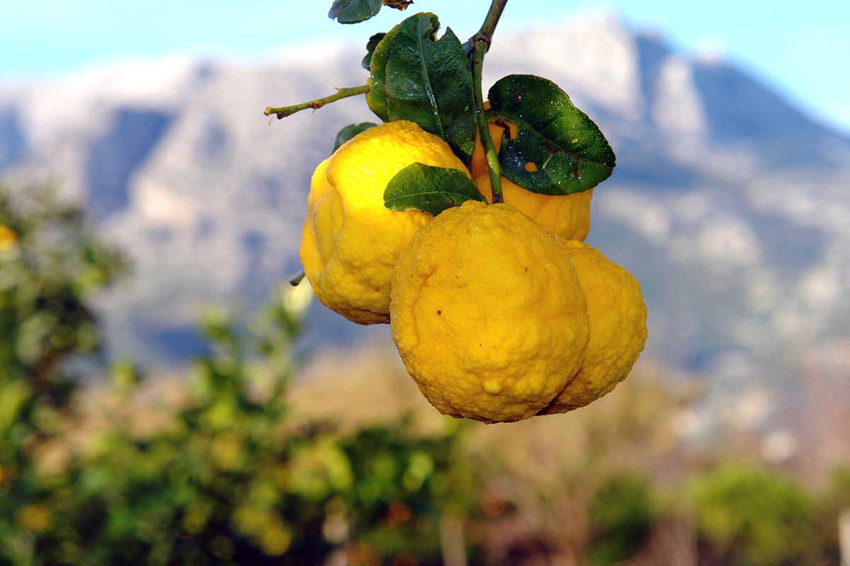 Sa-pompia-agrume-selvatico-Siniscola.-License-CC-BY-NC-SA